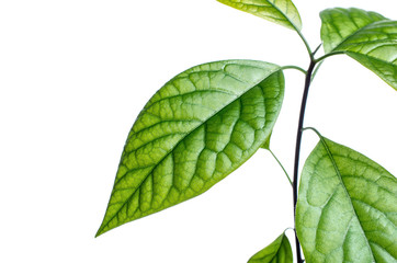 Green avocado leaves isolated on a white background. Copy space