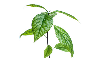 Green avocado leaves whith water drops isolated on a white background. Copy space