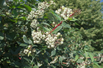 White berries in a bush