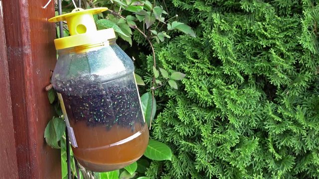 Close up of a biological fly trap in slow motion