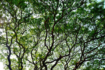 Nice green leaf and tree canopy
