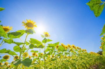青空とヒマワリ