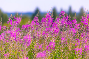 Fireweeds in summer landscape. Photo from Sotkamo, Finland.