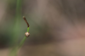 Close up tiny brown insect on grass branch