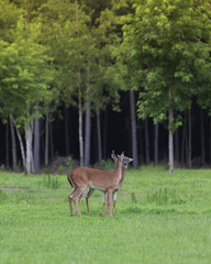 Pair of whitetail deer in North Carolina