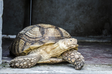 Turtle tortoise reptile animal shell