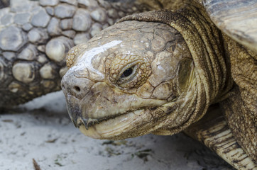Turtle tortoise reptile animal shell