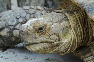 Turtle tortoise reptile animal shell