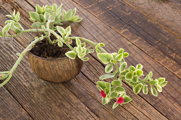 Heartleaf iceplant or baby sun rose plant (aptenia cordifolia) on wooden background