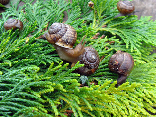 Snails on thuja 3
