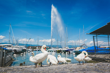 Geneva Leman lake with group of white swan