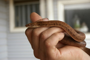 close-up detail of the face and body of a pet pygmy python being held by it's owner in a home in...