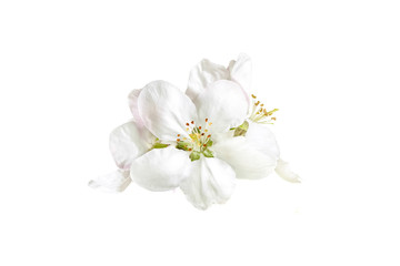 Obraz premium Floral wallpaper, white spring flowers blossom