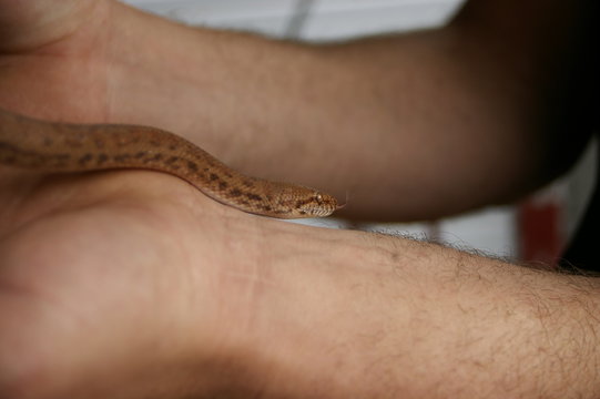 close-up detail of the face and body of a pet pygmy python being held by it's owner in a home in rural Australia