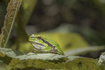 Laubfrosch sitzt auf der Lauer
