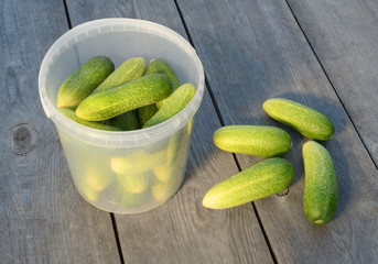 The plastic transparent bucket of fresh cucumbers is on a wooden board texture. It is the still life of green vegetables. It is a harvest season.