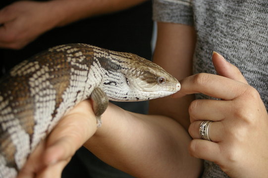 tame, captive, native blue-tongued lizard being held in the hands of it's owner in a home in rural Australia