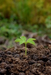 single young tree growing in soil nature on green and yellow nature background, put on the middle, trees nature concept idea.