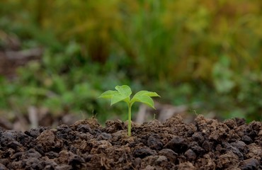 single young tree growing in soil nature on green and yellow nature background, put on the middle, trees nature concept idea.