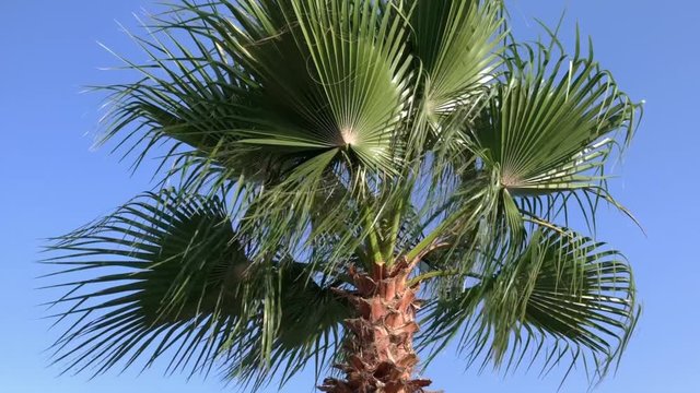 Palmtree on the wind