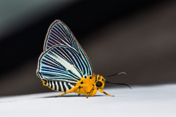 Pale Green Awlet butterfly