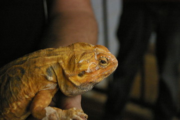 tame, captive, native orange leather back bearded dragon being held by it's owner in a home in rural Australia