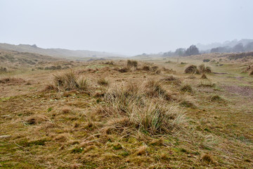 misty moorland landscape