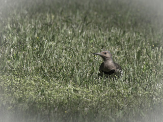 Northern Flicker