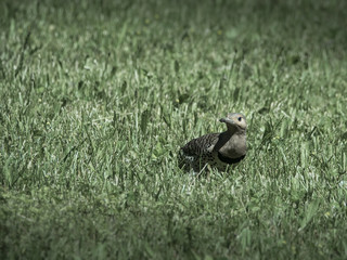 Northern Flicker