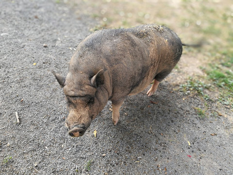 Ein Schwein