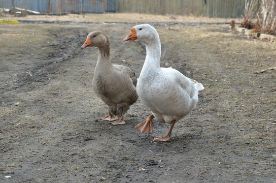 Gray and white geese are walking at the farm