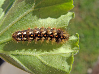 Caterpillar
