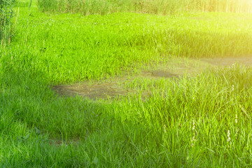 Summer landscape, natural background, grass sprouting in the marsh, lit by the sun