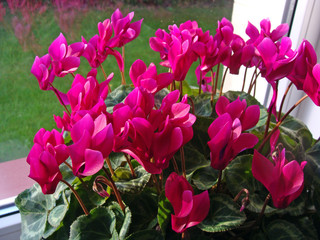 Red cyclamen 2