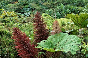 Gunnera insignis plant and inflorescence in Juan Castro Blanco National Park