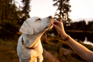 young beautiful labrador retriever puppy is eating some dog food out of humans hand outside during golden sunset