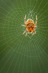 Diadem spider waiting to catch a prey in its web