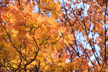Naklejka na ściany i meble Yellow maple leaves. Beautiful autumn background