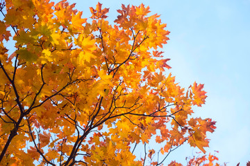 Yellow maple leaves. Beautiful autumn background