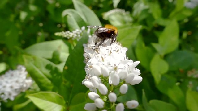 insect bumblebee crawling on a white flower in the Park and collects nectar