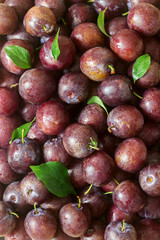 Fresh bright plums and leaves forming a background.