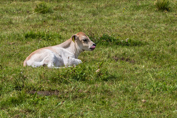 Kalb vom Tiroler Grauvieh alleine auf einer Wiese in der Eifel