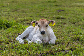 Fototapeta premium Kalb vom Tiroler Grauvieh auf einer Wiese