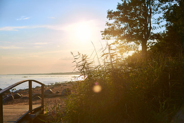 Fototapeta na wymiar sunset beach pine