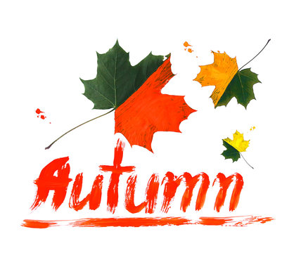 Bright fall maple leaves decorated with gouache paints on white background. Creative autumn design.