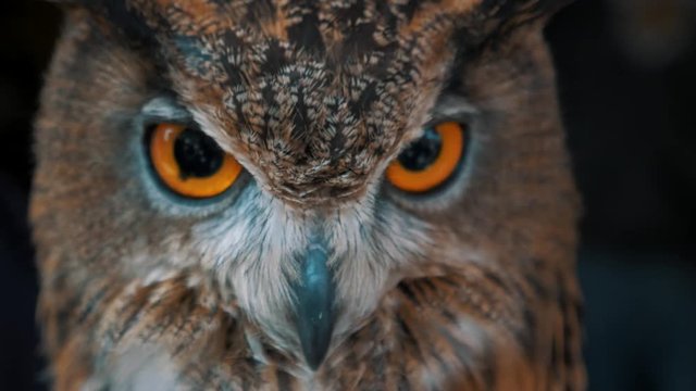 A close-up video of a beautiful and curious Eagle Owl.