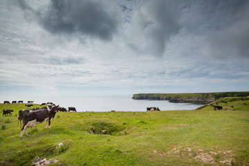 Dairy cattle grazing on the cliffs at Barafundle bay in Wales, United Kingdom
