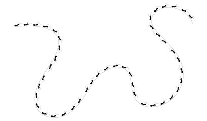 formica, formiche, lavoro, lavorare