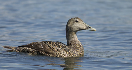 Eider