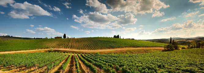 Beautiful green vineyard and blue cloudy sky near Quarate village (Florence) during summer season. Chianti region in Tuscany. Italy.